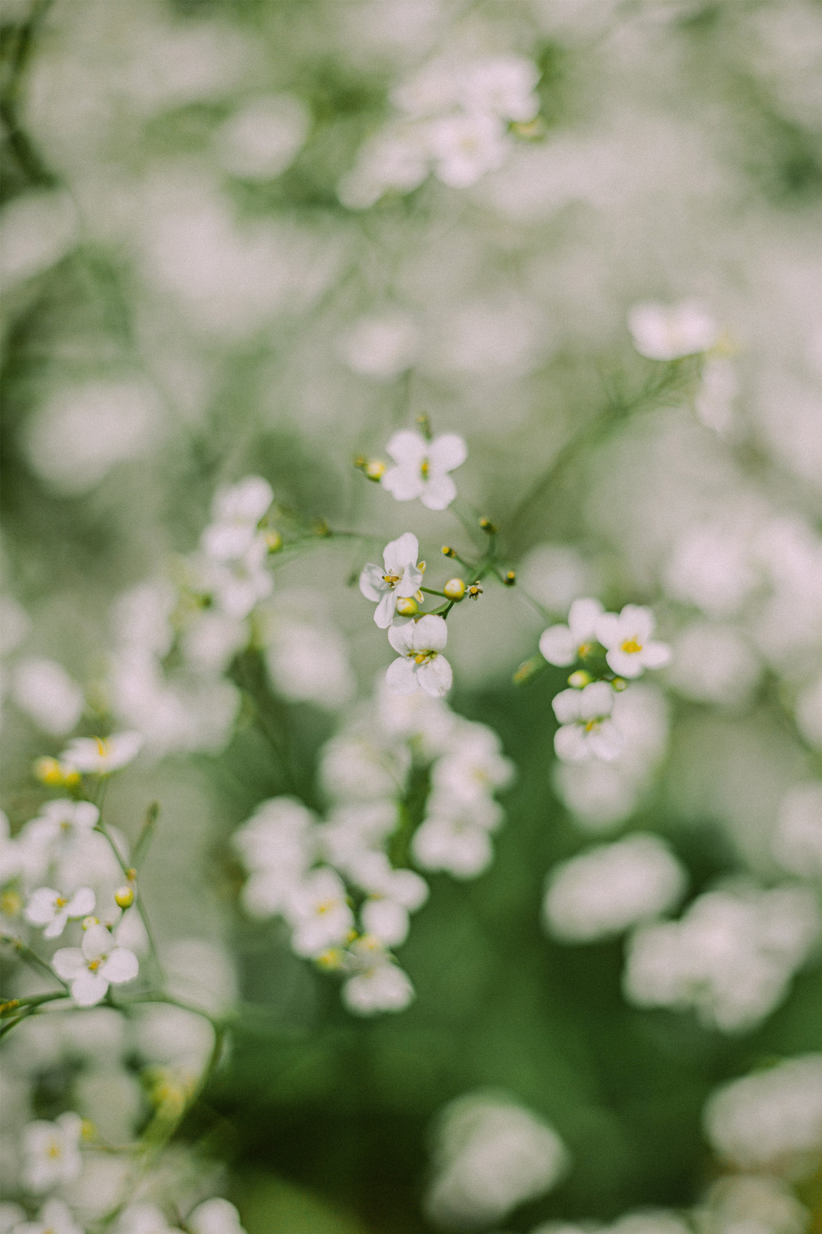 White Jasmine & Musk