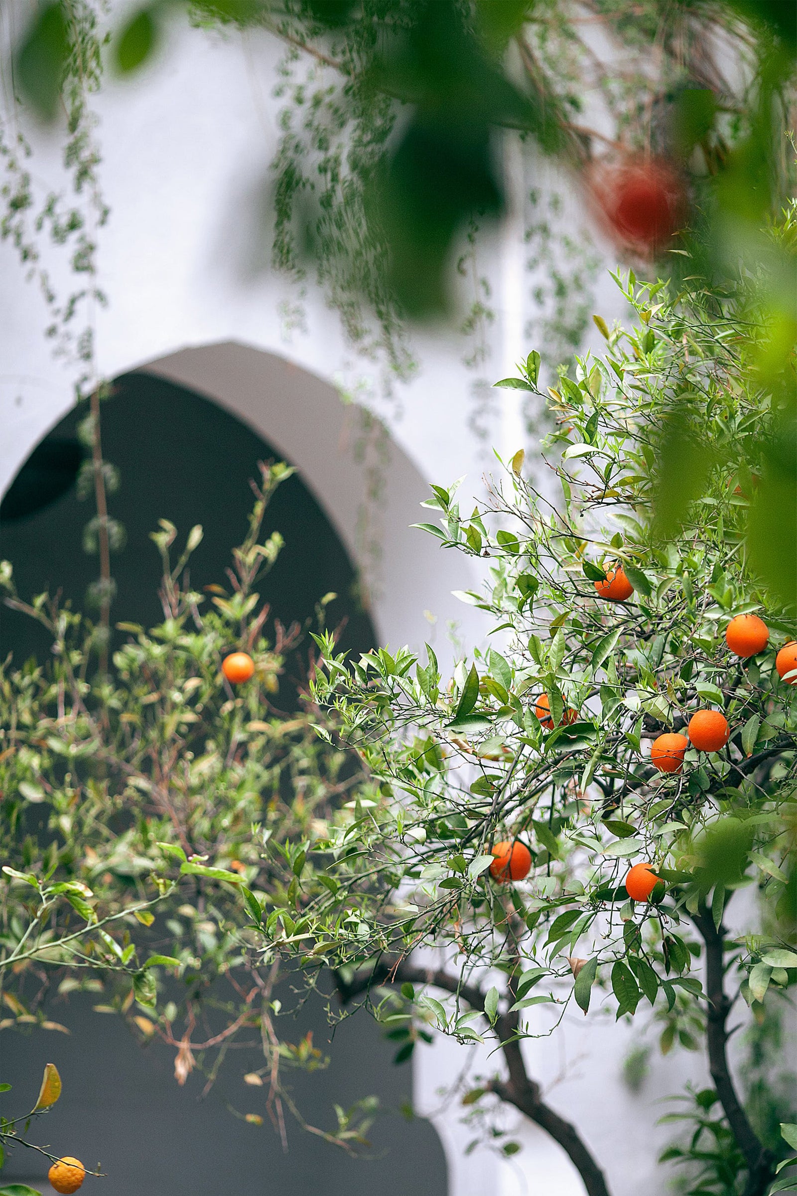 Mandarin, Lime & Basil